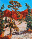 carcross desert pine